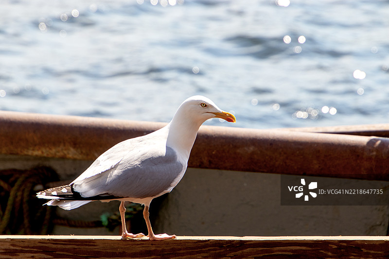 海鸥特写镜头图片素材
