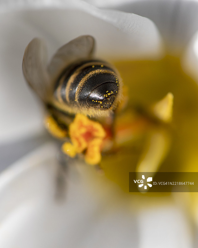 蜜蜂在花朵上的特写镜头图片素材