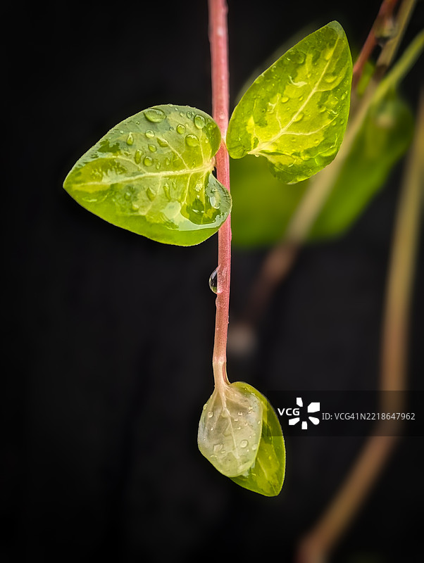 湿润植物的特写，马萨诸塞州伍斯特，美国图片素材