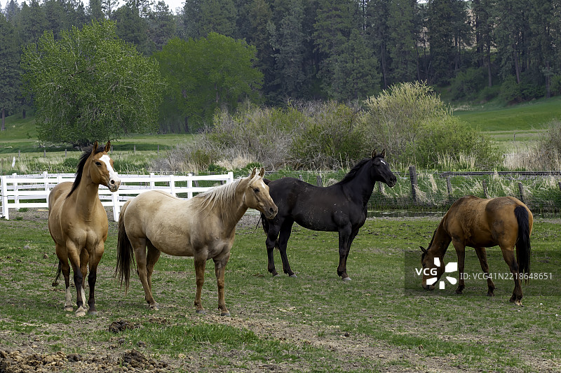 一群马，帕卢斯，华盛顿州，美国图片素材