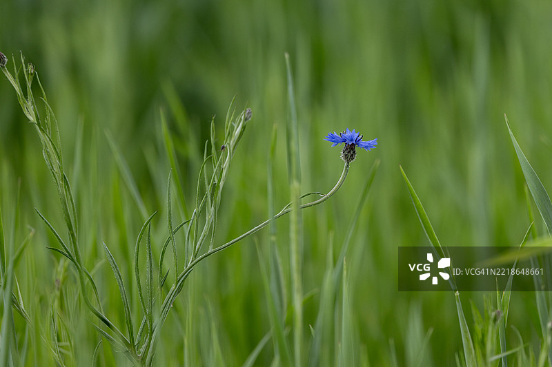 乌克兰外喀尔巴阡地区田野上的紫色花朵特写图片素材