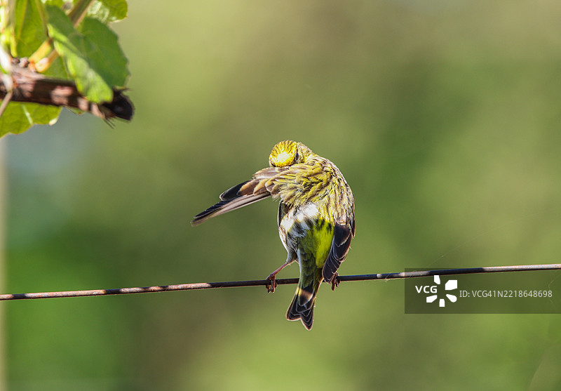歌鸲栖息在树枝上的特写，乌克兰外喀尔巴阡地区图片素材