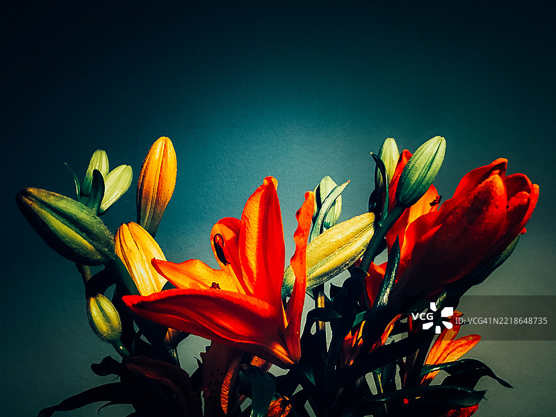 红色开花植物的特写，背景为黑色图片素材