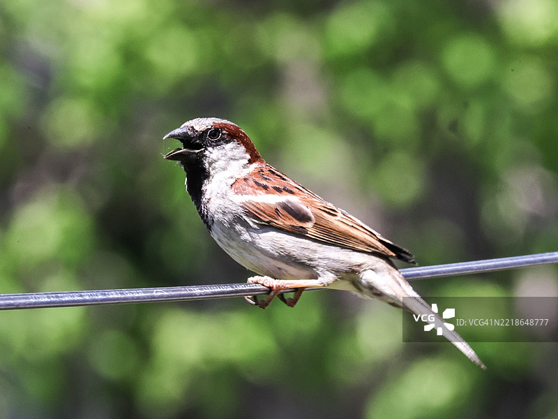 美国内布拉斯加州布莱尔的一只歌麻雀栖息在金属上特写镜头图片素材