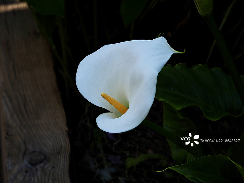 白色花朵的特写，兰开夏，英国图片素材