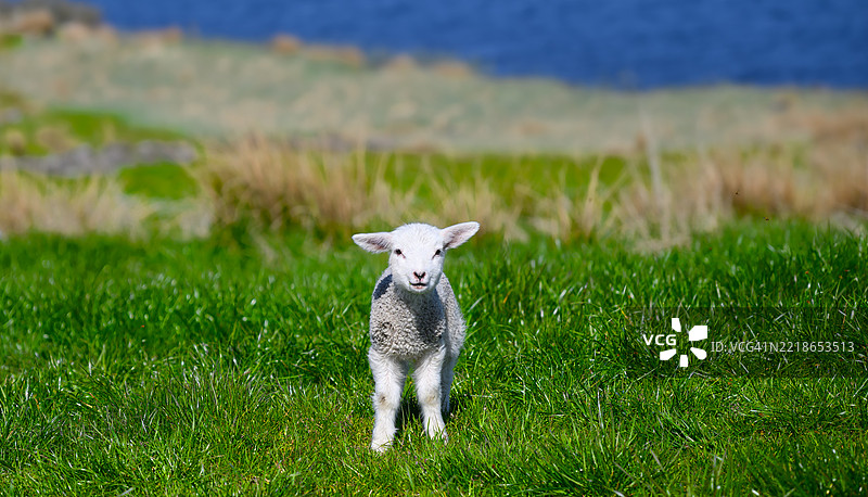 小羊非常好奇，盯着看了很长时间。图片素材