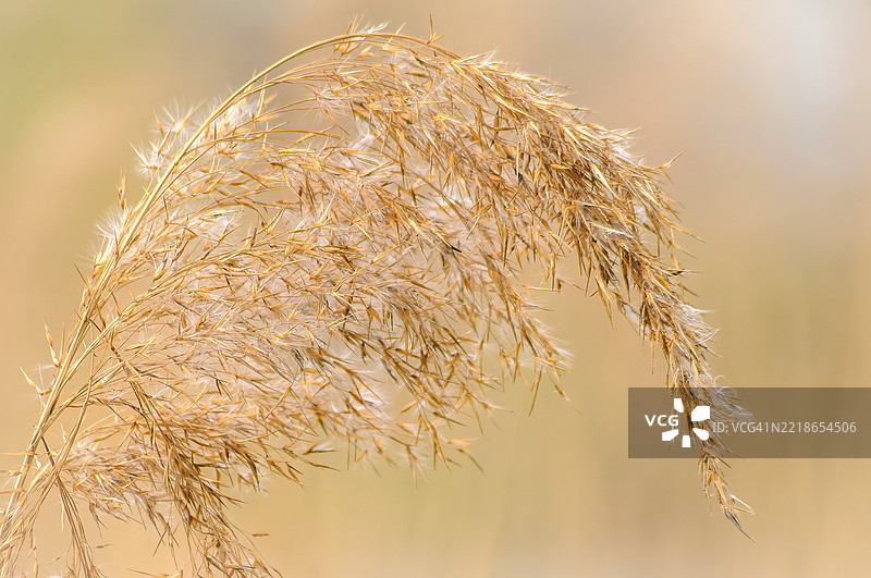枯萎植物的特写，俄罗斯图片素材