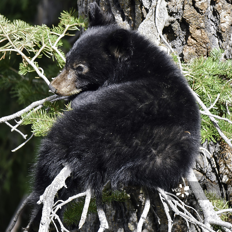 美国黑熊在树干上的特写， 美国， 美国图片素材