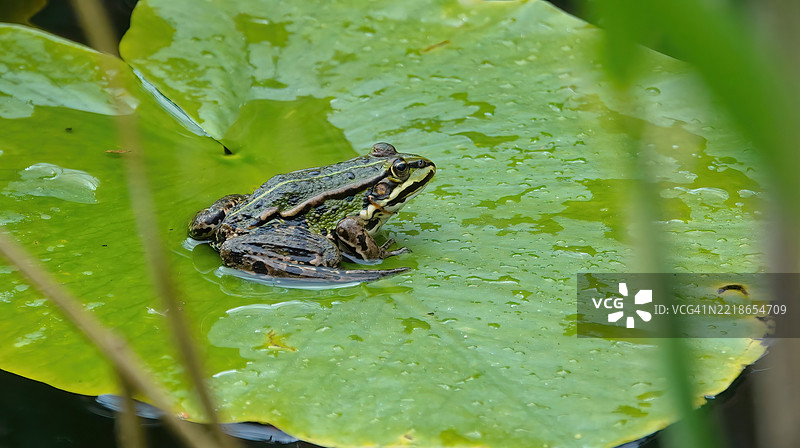 青蛙在叶子上的特写镜头图片素材