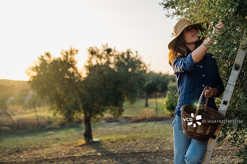 日落时分，女人在果园里采摘橄榄，手中提着一个篮子图片素材