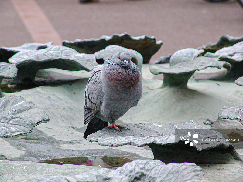 一只鸽子坐在汉诺威的布利特喷泉上图片素材