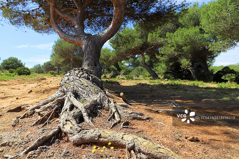 西班牙马洛卡的松树根部图片素材