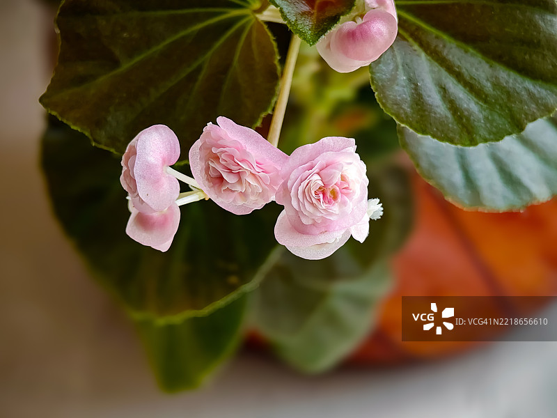 有些事情无法用言语表达，因为没有词语可以形容它们。F·加西亚·洛尔卡图片素材