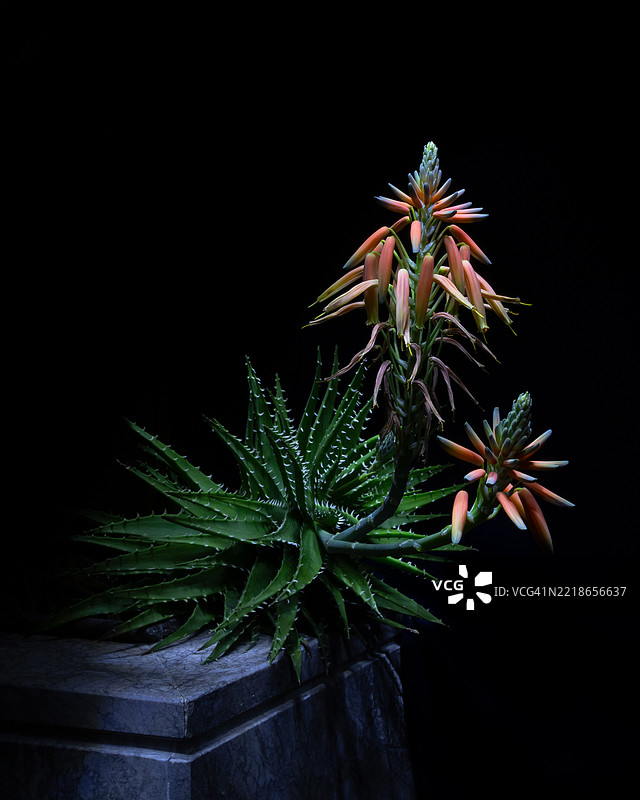 植物特写，背景为黑色图片素材