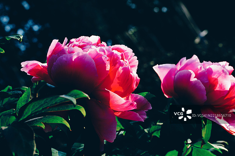 粉色玫瑰的特写镜头图片素材