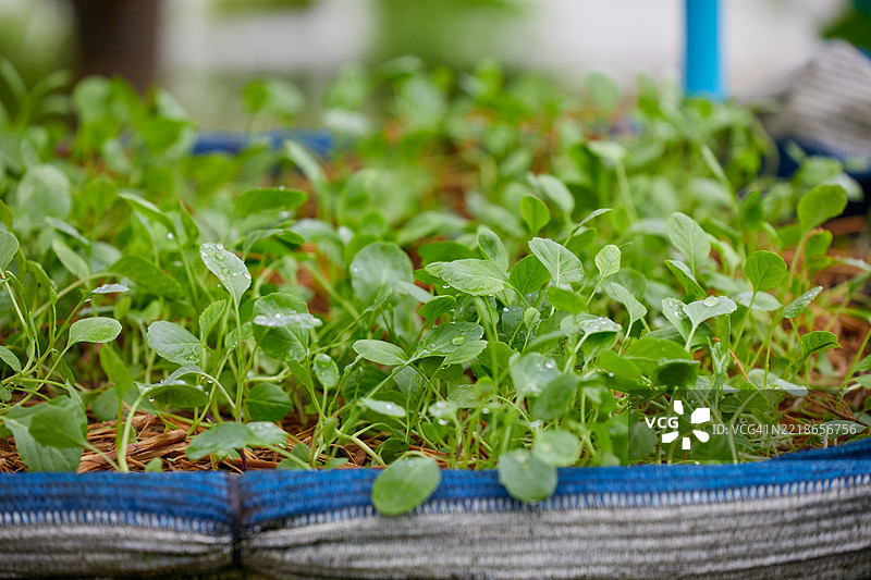 有机蔬菜幼苗在覆盖 mulch 的花园中生长图片素材