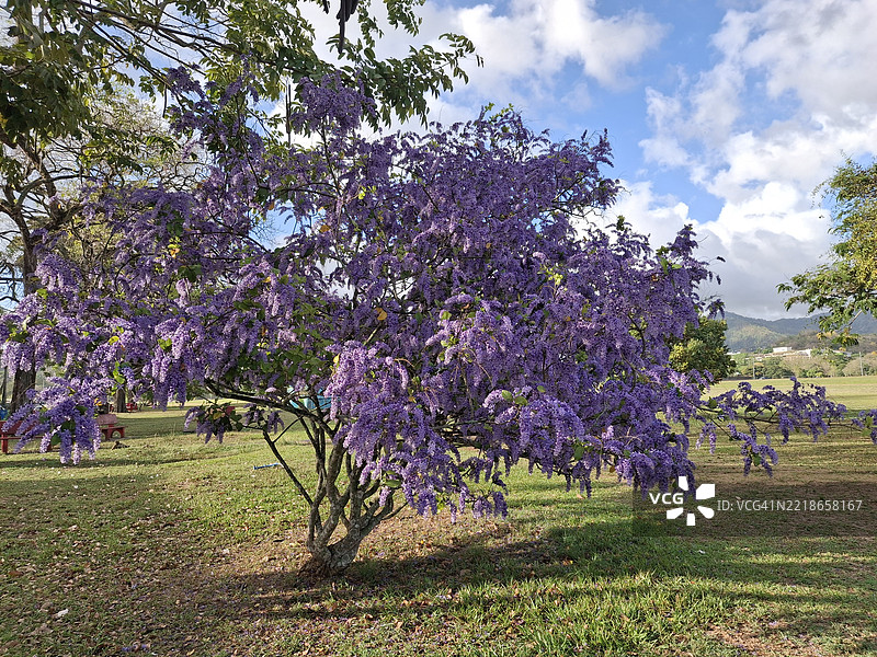 公园里的樱花树景观图片素材