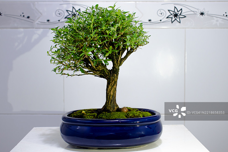 桌子上的盆栽特写图片素材