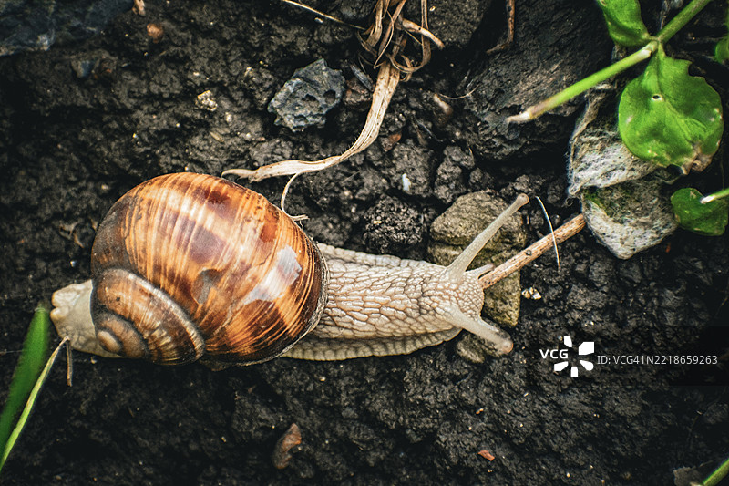 蜗牛特写镜头图片素材