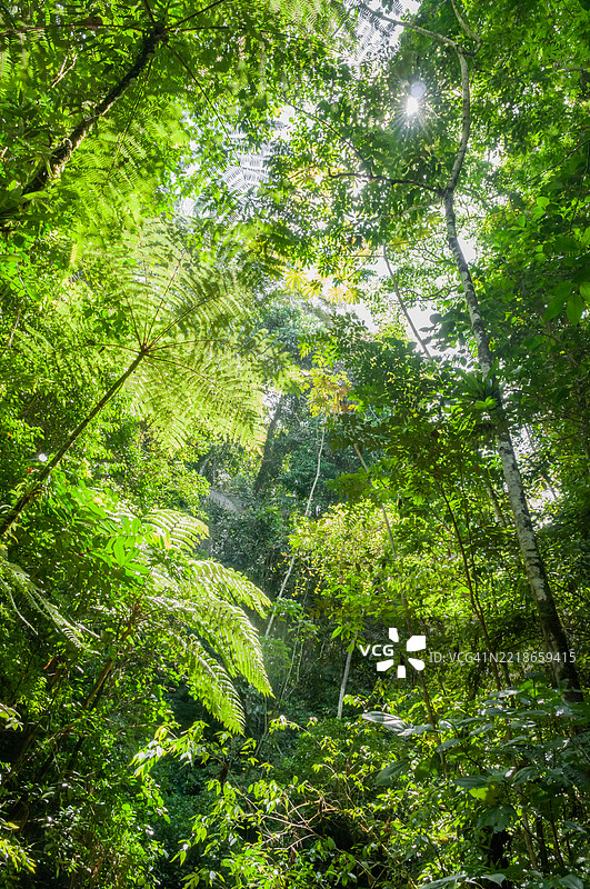 哥伦比亚热带雨林，壮丽而原始的自然景观，拥有安第斯山脉的绿色植被和本土雨林植物，哥伦比亚图片素材