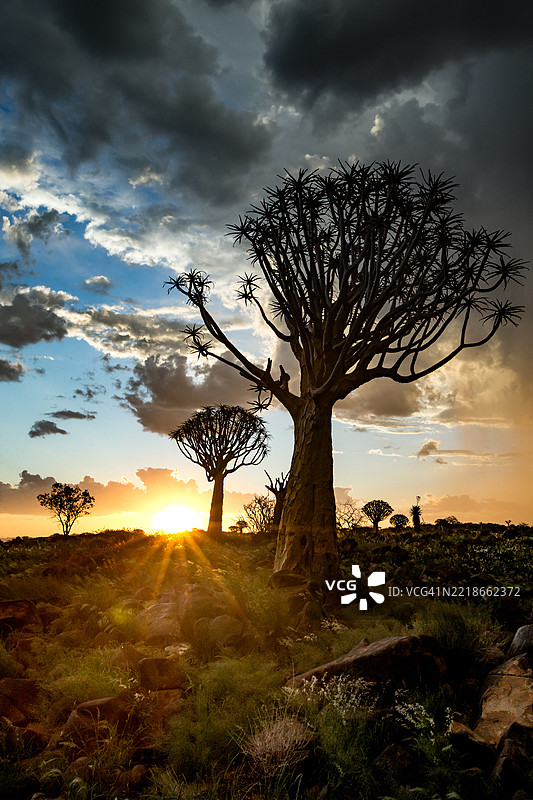非洲日落，暴风云与剪影中的摇曳树图片素材