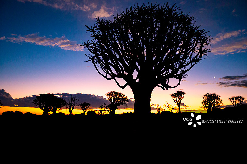 浪漫的非洲日落映衬着基特曼舒普的箭树图片素材