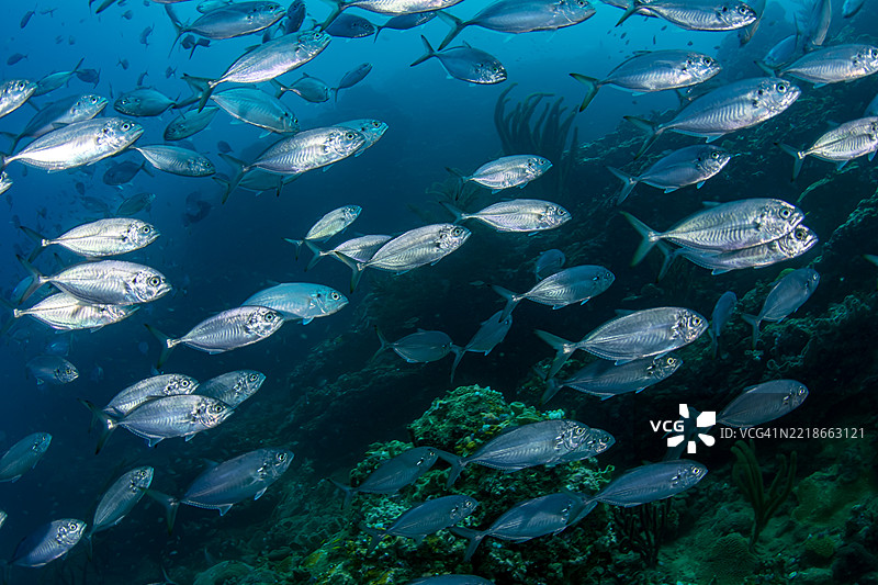 蓝色跑鞋。图片素材