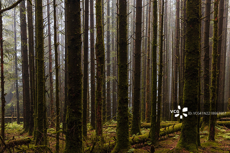 德文郡达特穆尔的松树林图片素材