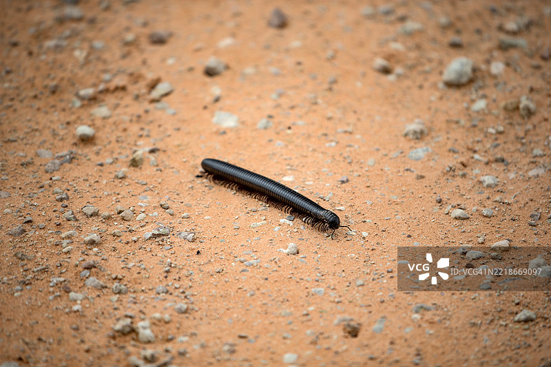 非洲巨型千足虫图片素材