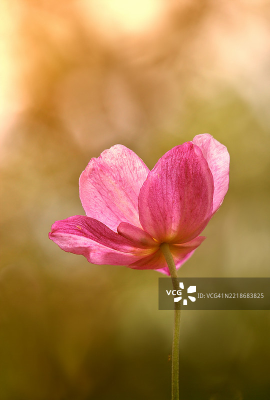 自然中柔和背光下的粉色海葵花特写图片素材