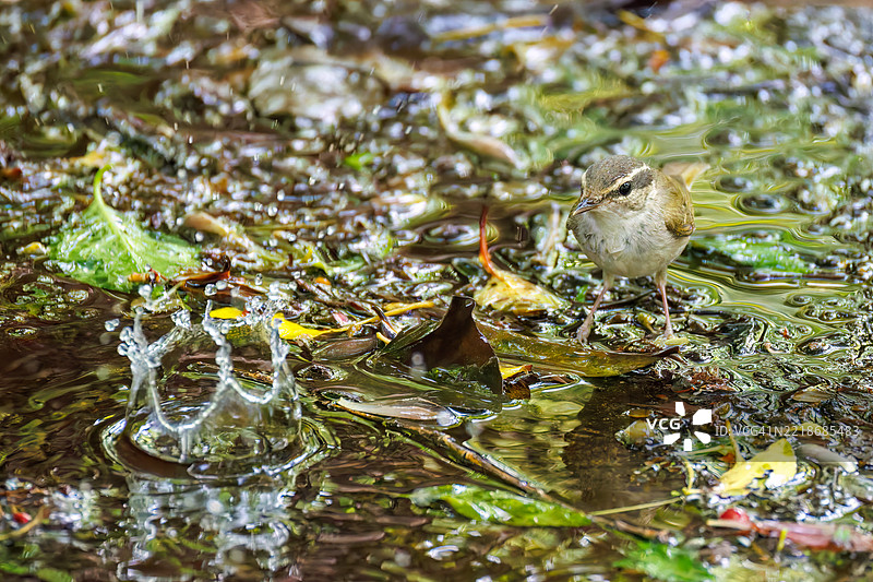 可爱的萨哈林柳莺，学名为Phylloscopus borealoides，属于柳莺科，正在水盆中洗澡。图片素材