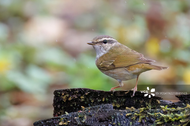 可爱的萨哈林柳莺,学名Phylloscopus borealoides,属于柳莺科,正在鸣叫。正在水盆中洗澡。图片素材