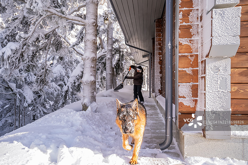 一个男人在雪暴过后与狗一起清理他家周围的区域。图片素材