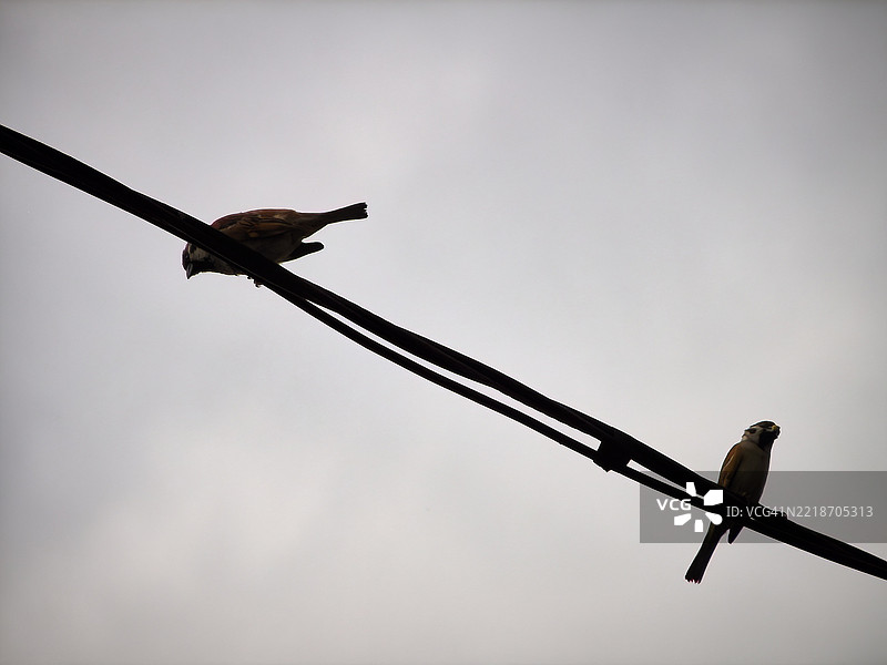 两只欧亚树雀栖息在黑色电线上。图片素材