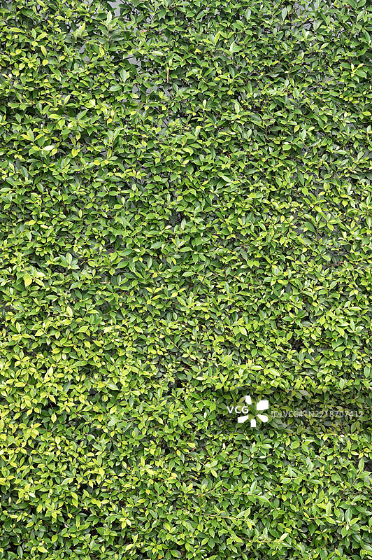 一棵长满叶子的绿色灌木图片素材