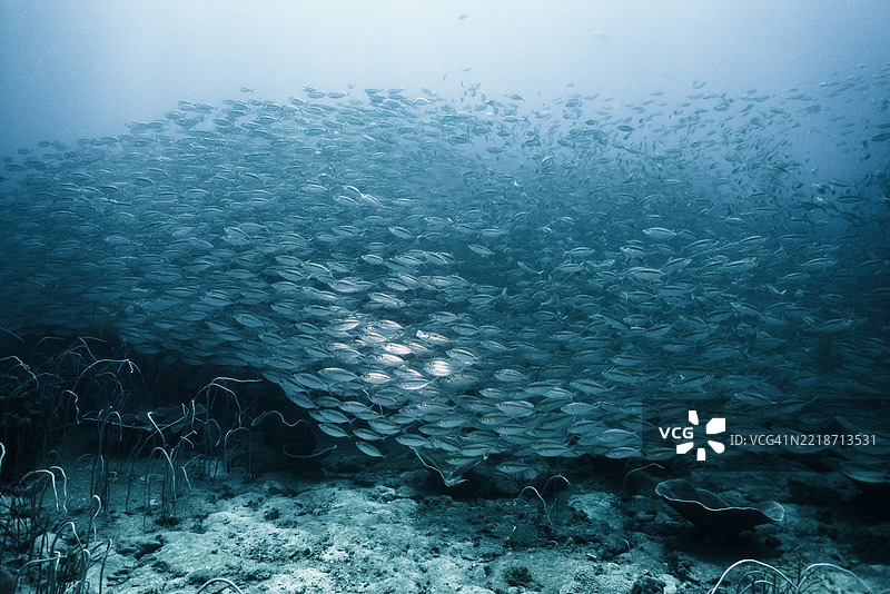 在考昌水域的大群鱼图片素材