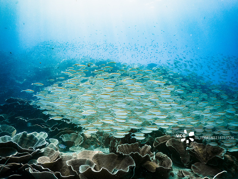 在考昌水域的大群鱼图片素材