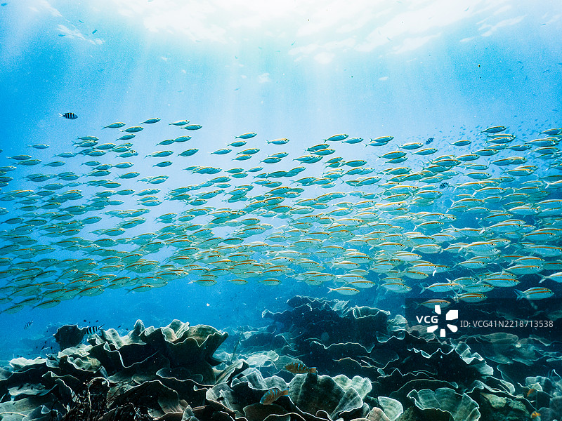 在考昌水域的大群鱼图片素材