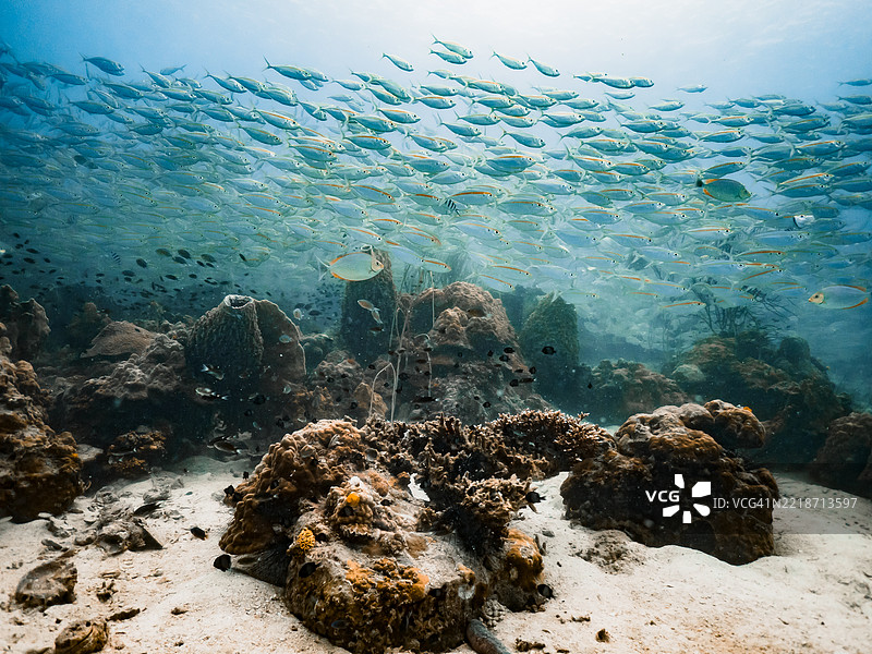 在考昌水域的大群鱼图片素材