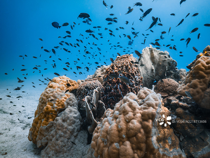 美丽的热带水域硬珊瑚图片素材