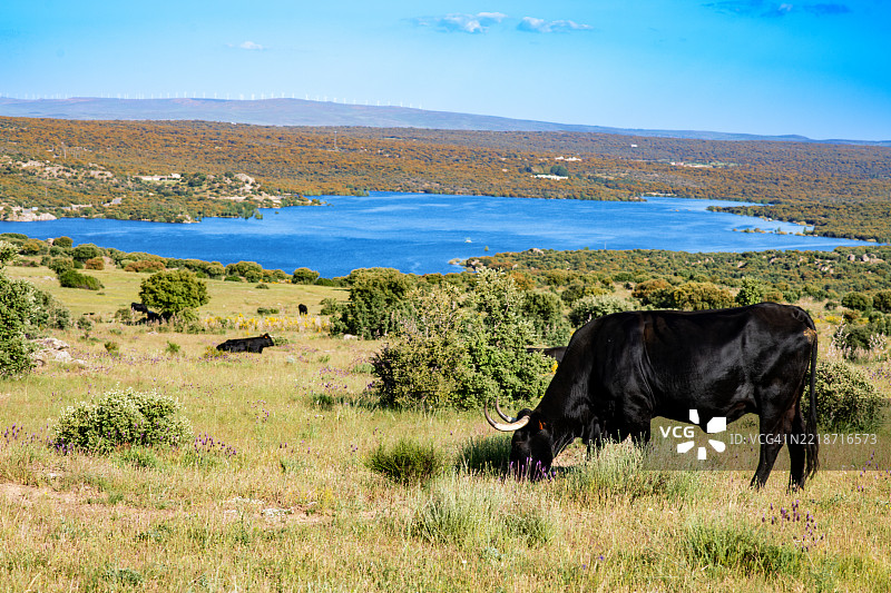 一头黑牛在俯瞰大面积水域的田野中吃草。图片素材
