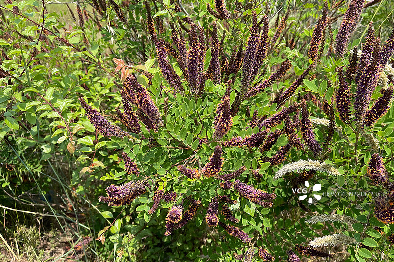 假紫荆 (Amorpha fruticosa)图片素材