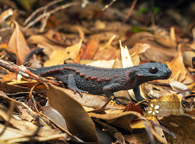 安德森的鳄蜥（Echinotriton andersoni）在冲绳图片素材