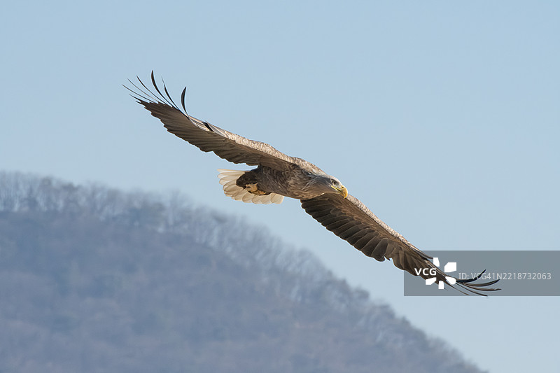 白尾鹰。飞行。自然。鸟。天空。图片素材