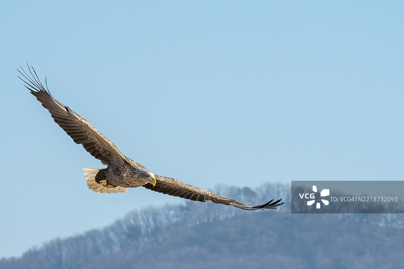白尾鹰。飞行。自然。鸟。天空。图片素材