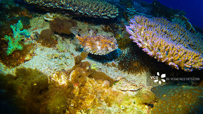 菲律宾马拉帕斯夸珊瑚海外风景与刺鱼图片素材