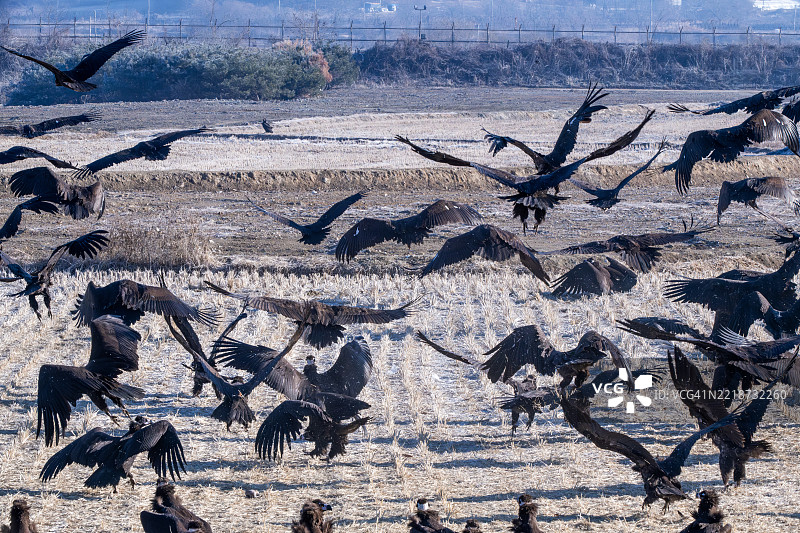 鹰。鸟。冬季候鸟。图片素材