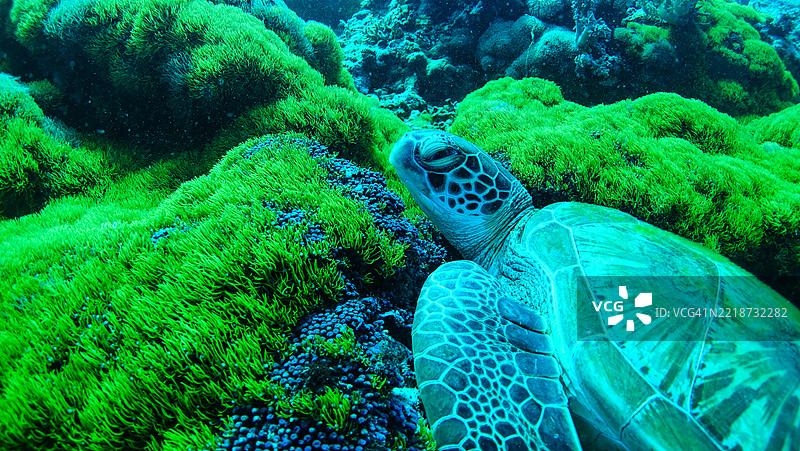 马拉帕斯夸珊瑚海龟，菲律宾图片素材
