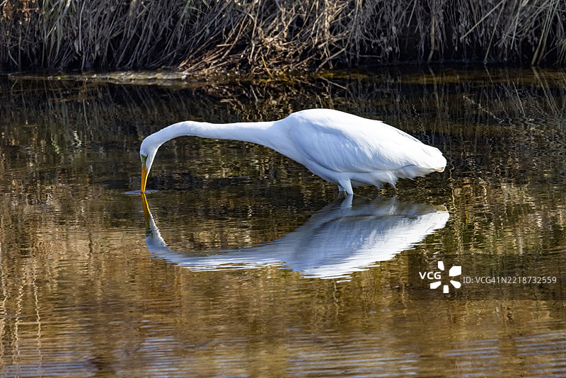 白鹭在捕猎图片素材