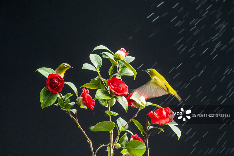 银眼鸟，山茶花，杨州市，红尾鸲，鸟与花的画作，树，激情，爱图片素材